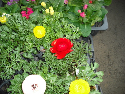 2011 tomato