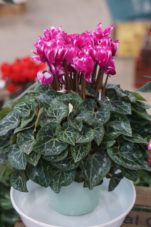 DSC02046