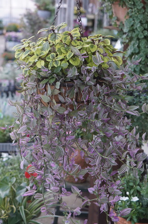 DSC00795