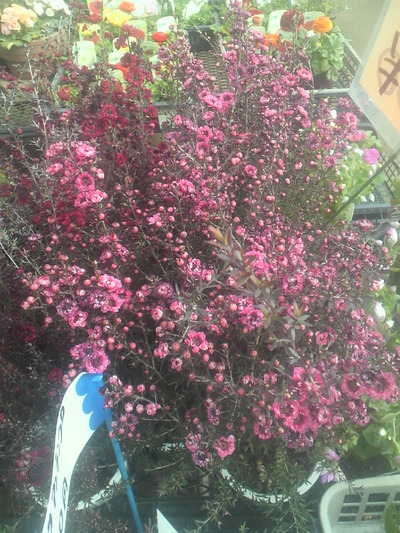 2012トマト園芸