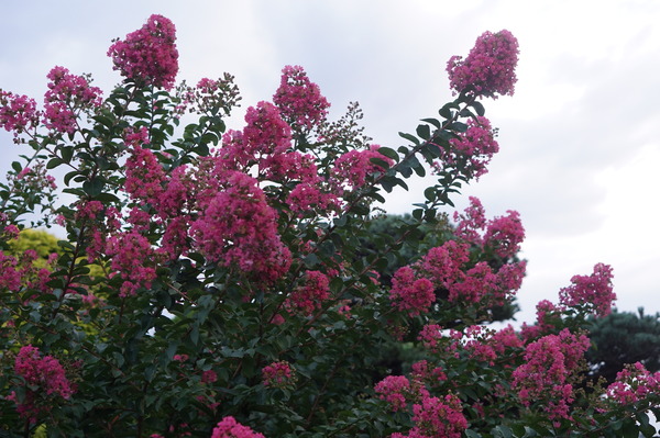 DSC07759