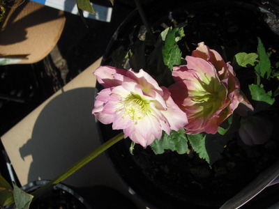 2011 tomato