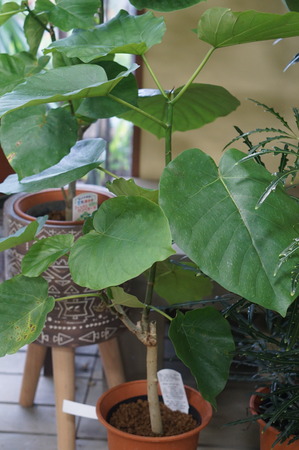 DSC05231
