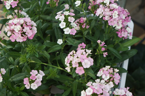 DSC00057