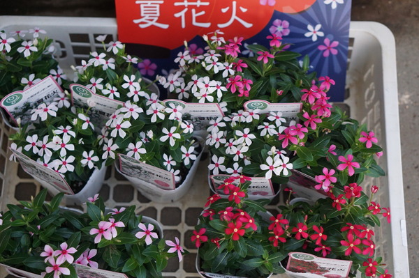 DSC05650
