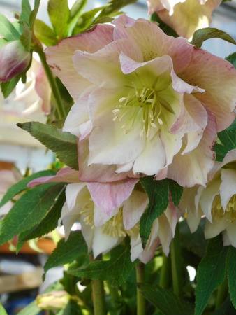 DSCN1138