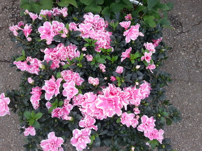 4073d322.jpg