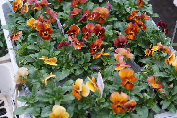 DSC04776