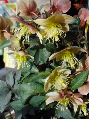 DSCN1134