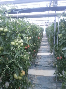 2013tomato