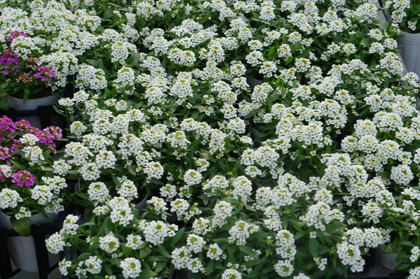 DSC01928