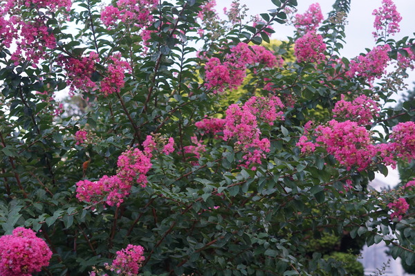 DSC07761