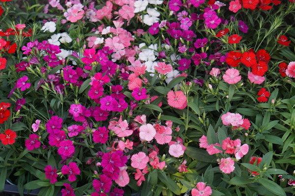 DSC05378