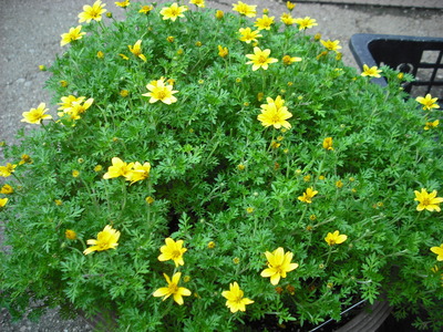 2010tomato