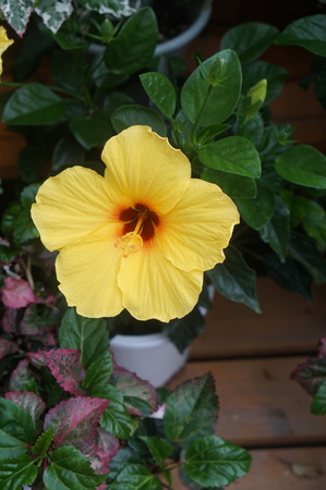 DSC04666
