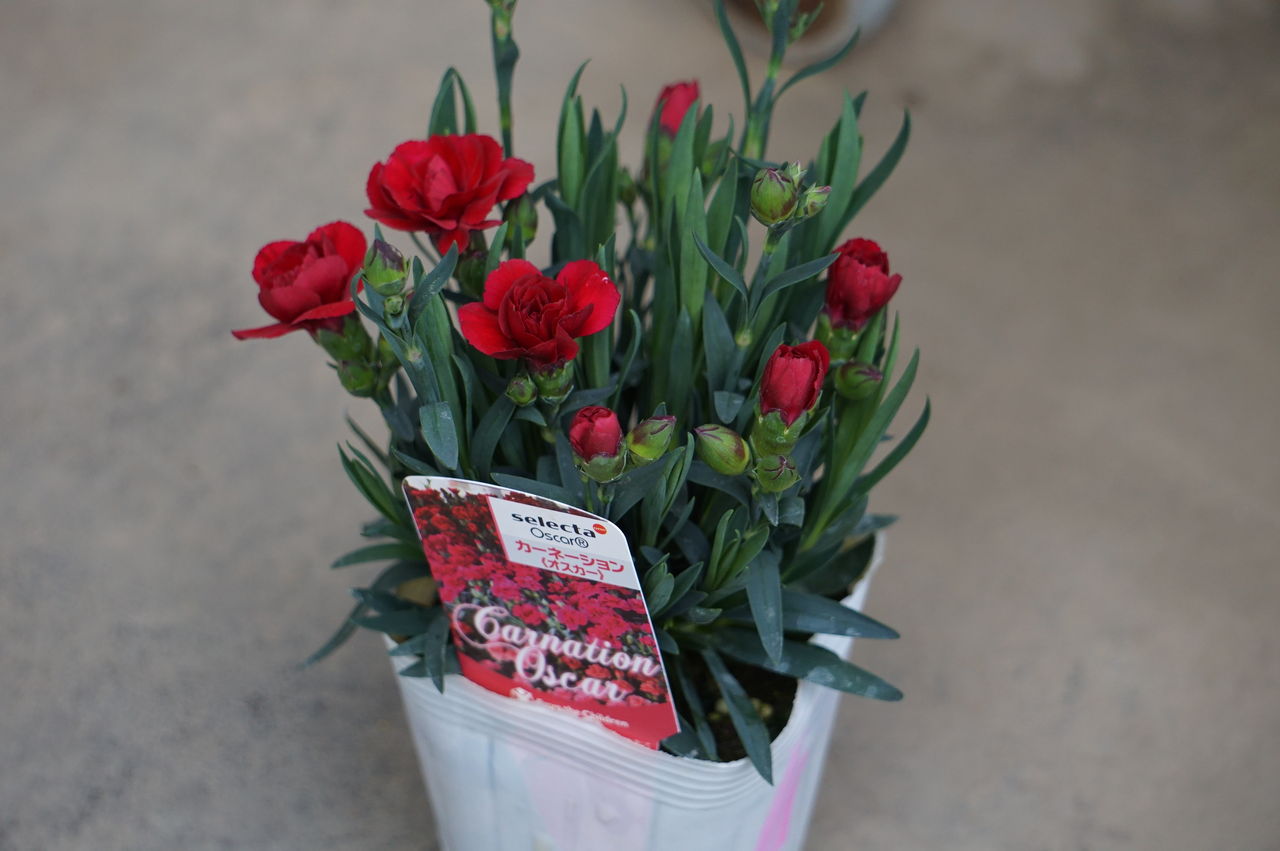 カーネーションが入ってます トマト園芸 花ごよみ