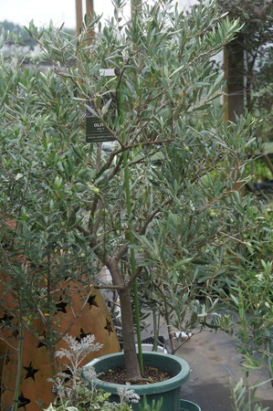 DSC04565