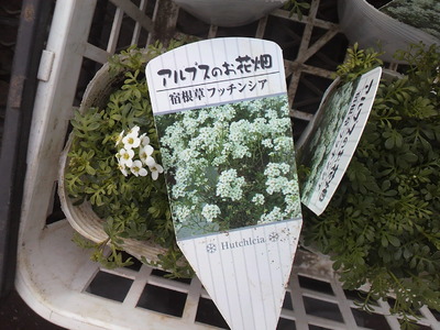 2011 tomato