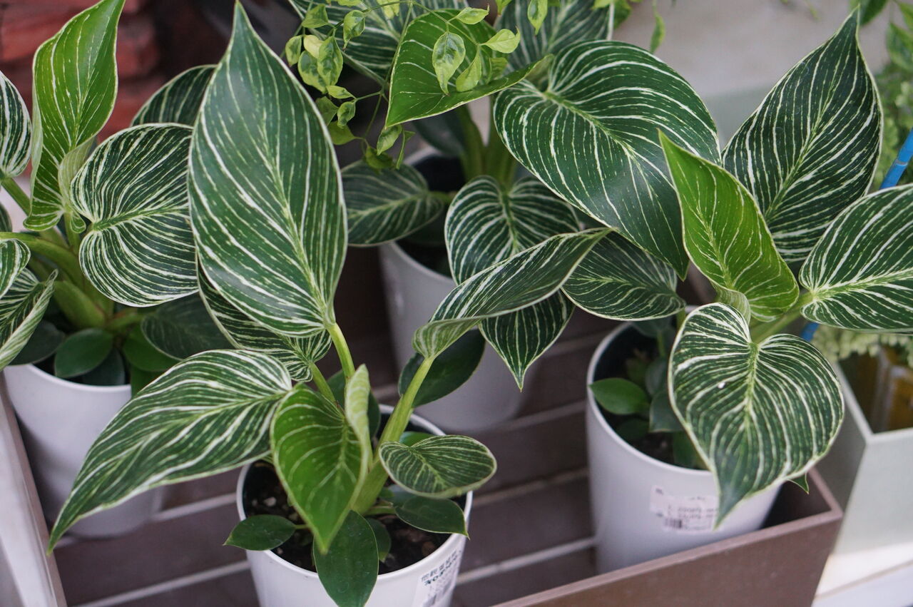 観葉植物がいい感じになってます トマト園芸 花ごよみ