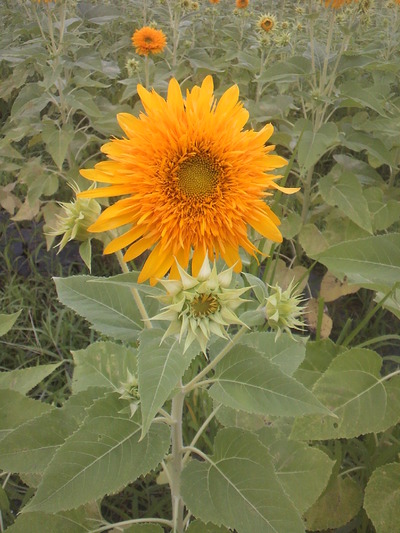 2011_0820_093035-P1000022