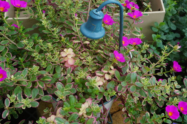 DSC04784