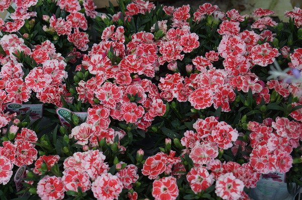 DSC06490