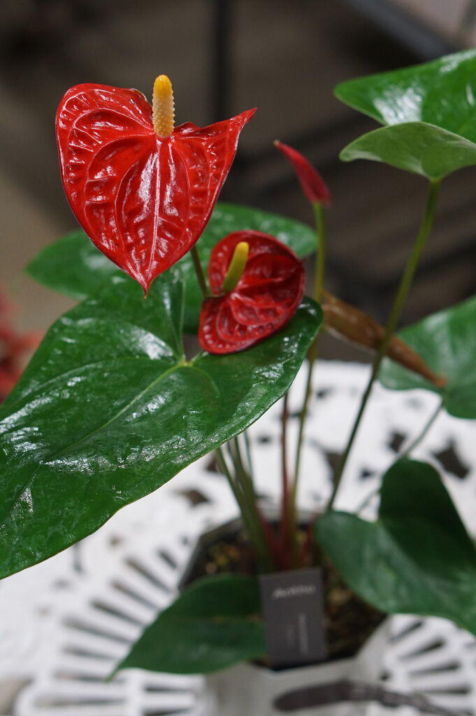 アンスリュームが入ってます トマト園芸 花ごよみ アンスリュームが入ってます トマト園芸 花ごよみ