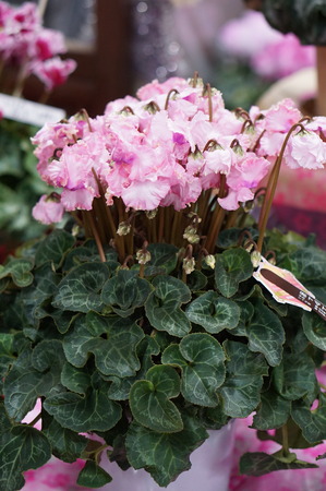 DSC00054