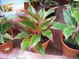 2010_0706_172604-DSCF0025