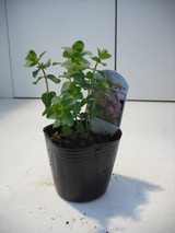 2010_0331_164225-DSCF0011