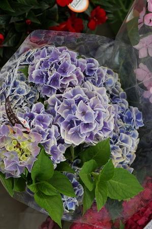 DSC07395