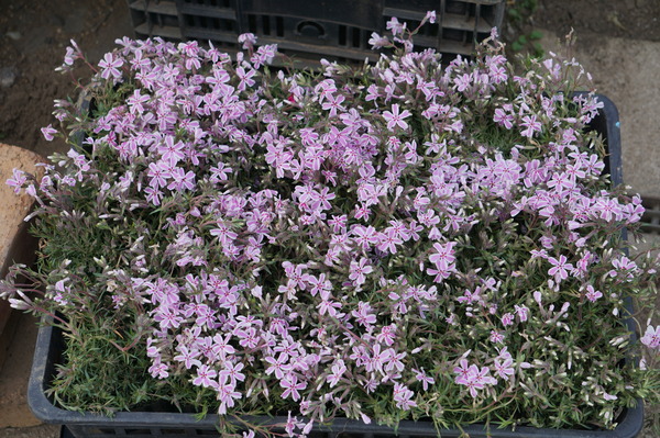 DSC05705