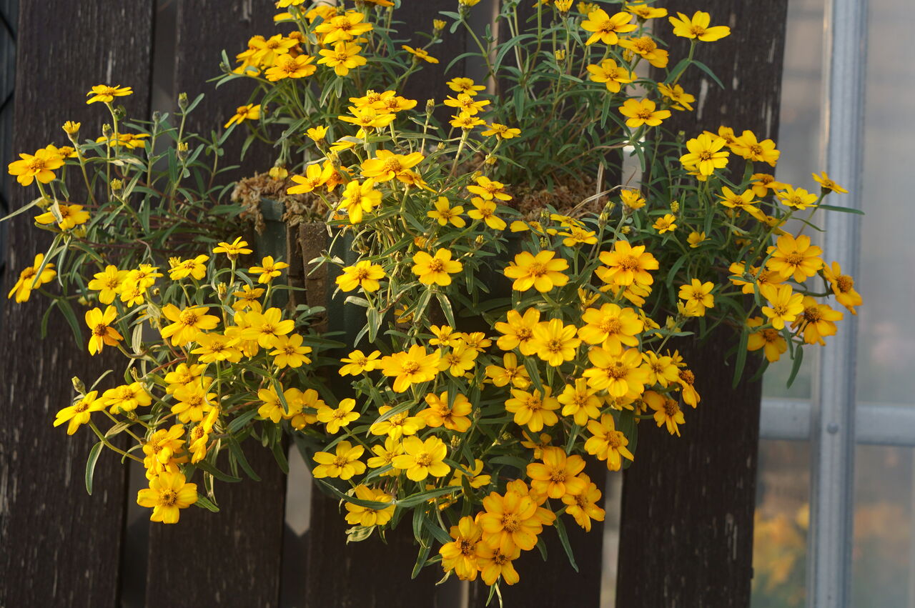 ジニア リネアリスから トマト園芸 花ごよみ ジニア リネアリスから トマト園芸 花ごよみ