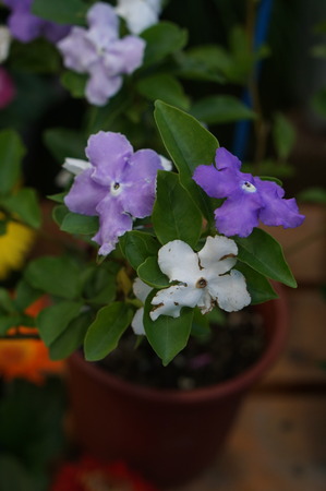 DSC06033