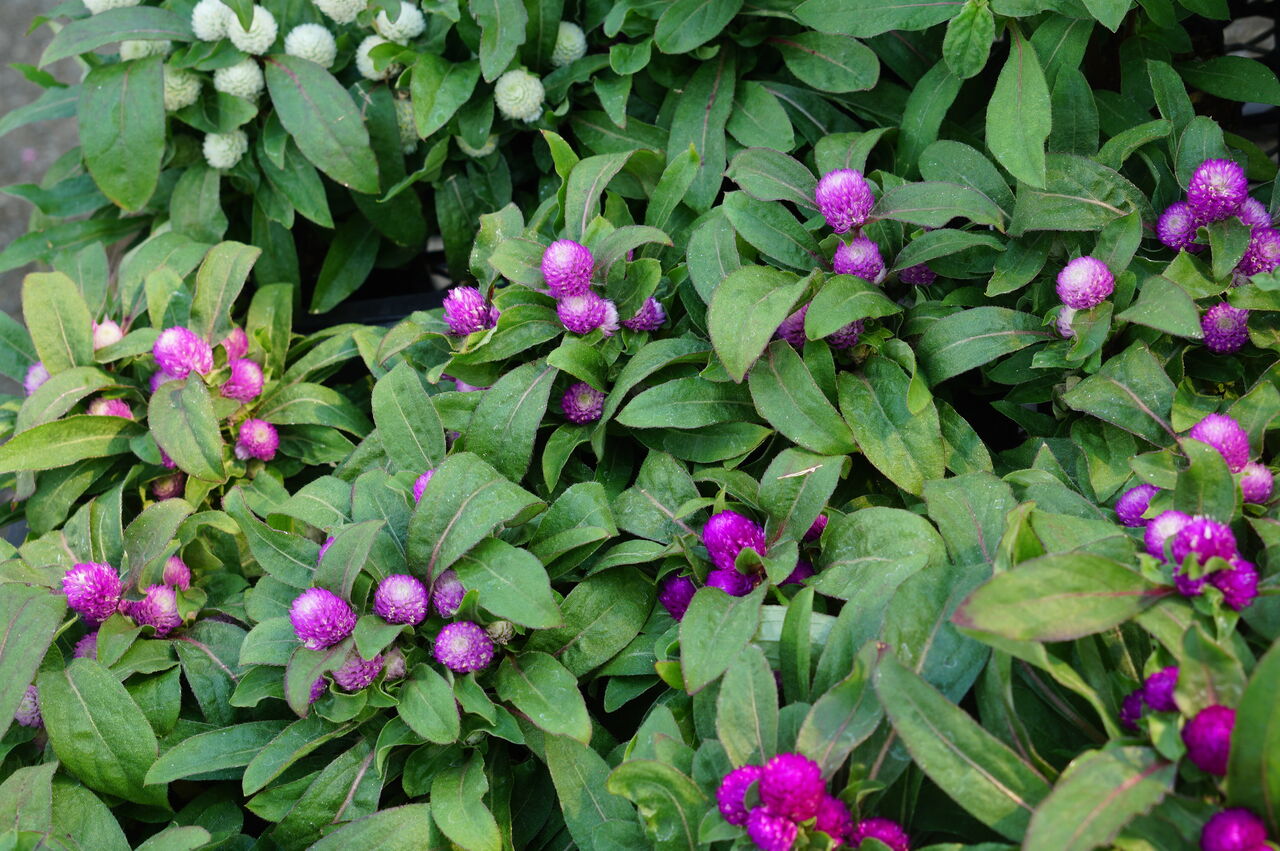 千日紅の寄せ植えを作りました トマト園芸 花ごよみ