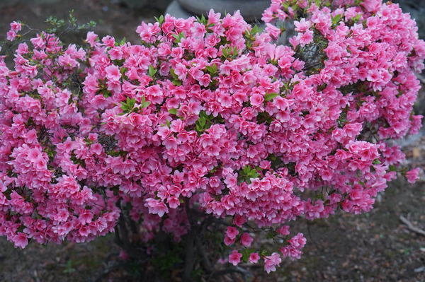 DSC08141