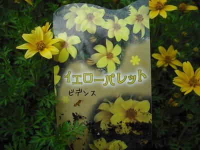 2010tomato