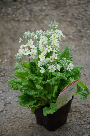 DSC00360