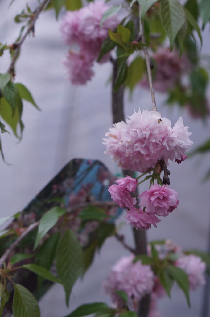 八重しだれ桜が素敵なので トマト園芸 花ごよみ