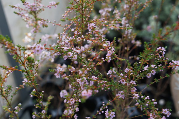 DSC00053