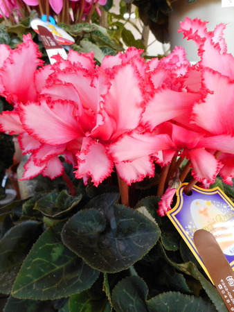 DSCN0048