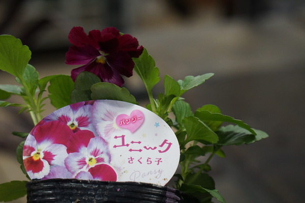 DSC04916