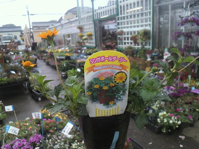 2011tomato