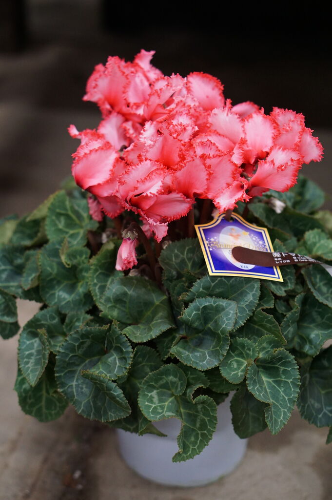 シクラメンのピエノローザが入りました トマト園芸 花ごよみ