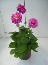 2010_0329_132742-DSCF0013