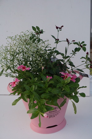 DSC03727