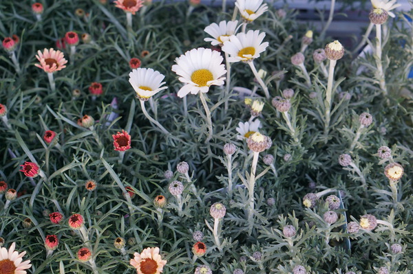DSC06840