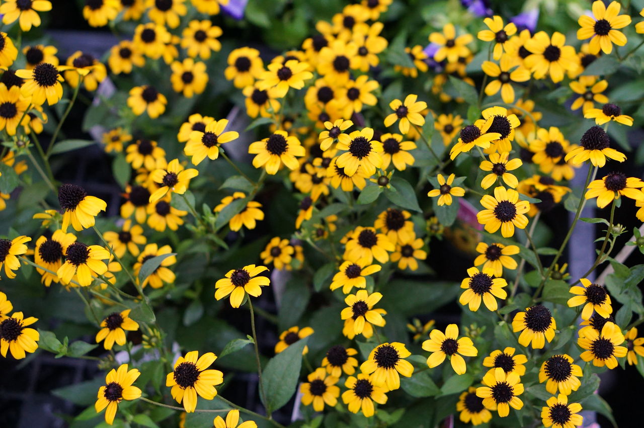 ヘデラが入りましたムーンライト トマト園芸 花ごよみ
