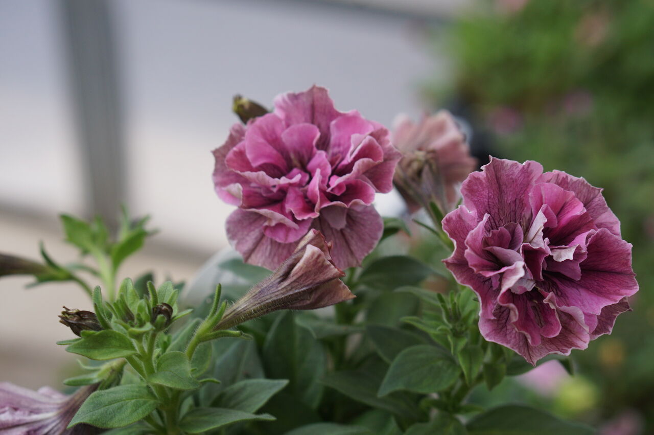 ペチュニアのジュリエットがたまらない トマト園芸 花ごよみ ペチュニアのジュリエットがたまらない トマト園芸 花ごよみ