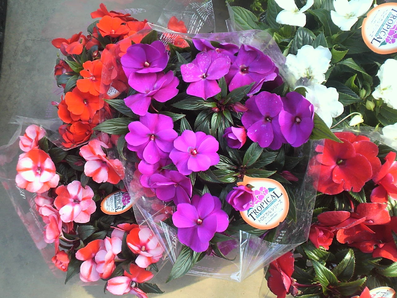 ニューギニア インパチェンス トマト園芸 花ごよみ